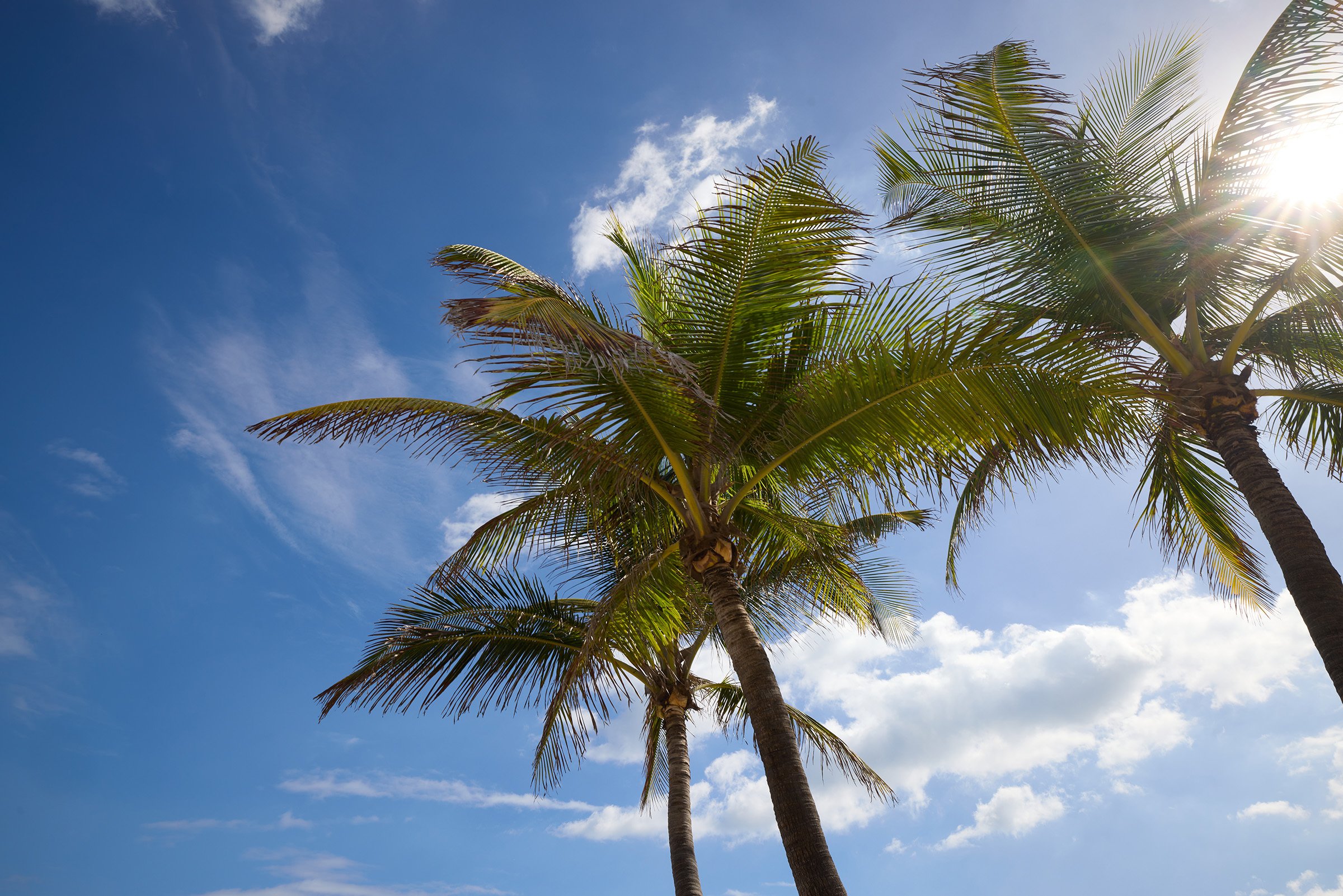 Palm trees under blue sky in sunny weather